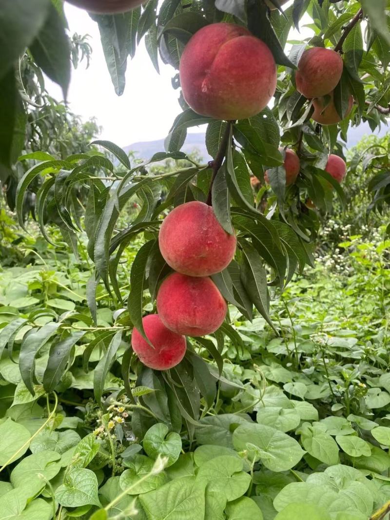 金秋红密脆甜大量上市中专业产地团队代办值得信赖欢迎联系