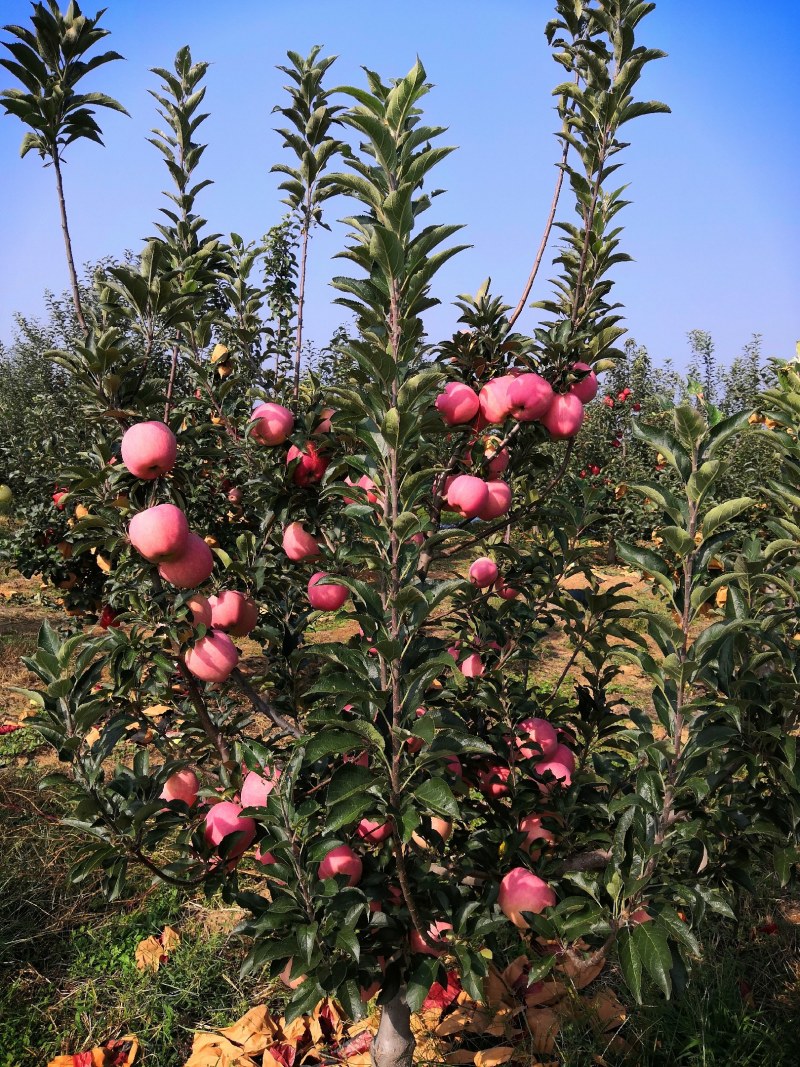 《中秋王苹果》绥中苹果/产地现摘现发/全国发货/欢迎来电