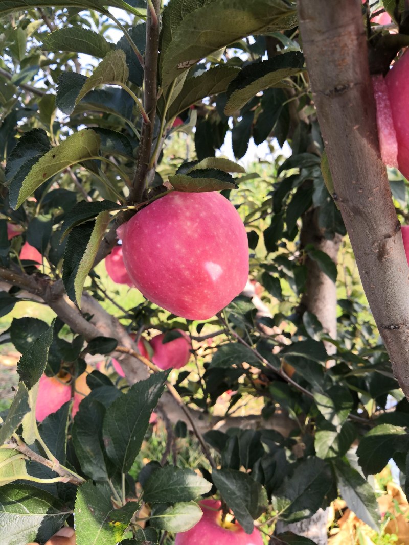 《中秋王苹果》绥中苹果/产地现摘现发/全国发货/欢迎来电