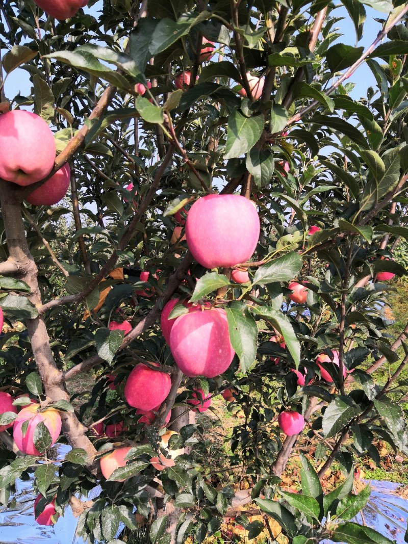 《中秋王苹果》绥中苹果/产地现摘现发/全国发货/欢迎来电