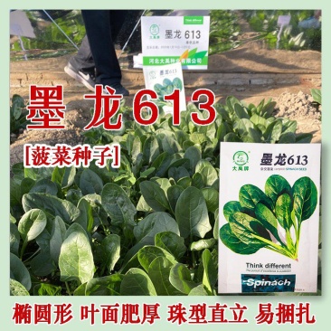 菠菜种子墨龙613菠菜种子耐寒秋冬季耐热趴地红根尖叶菠菜