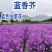 蓝香芥种子四季开花易种活的室内阳台绿植盆栽庭院花卉种子花