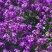 蓝香芥种子四季开花易种活的室内阳台绿植盆栽庭院花卉种子花