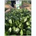 菠菜种子墨龙613菠菜种子耐寒秋冬季耐热趴地红根尖叶菠菜