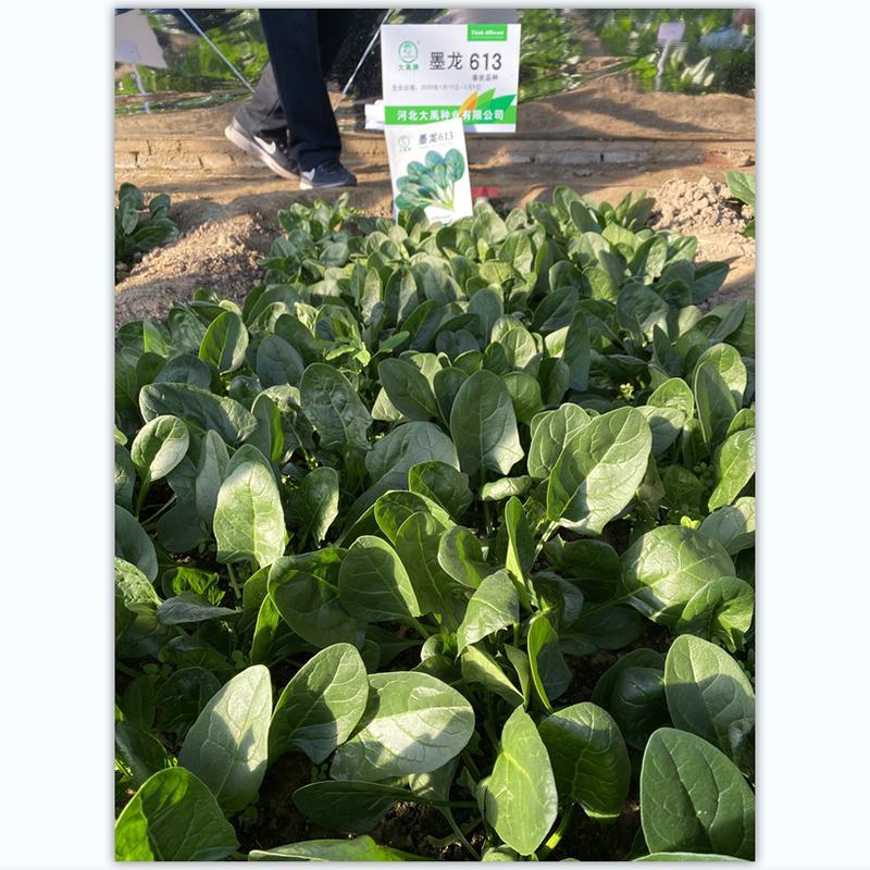 菠菜种子墨龙613菠菜种子耐寒秋冬季耐热趴地红根尖叶菠菜