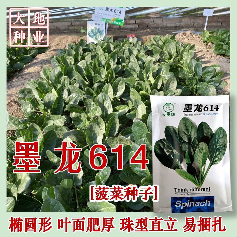 菠菜种子墨龙613菠菜种子耐寒秋冬季耐热趴地红根尖叶菠菜