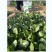 菠菜种子墨龙613菠菜种子耐寒秋冬季耐热趴地红根尖叶菠菜