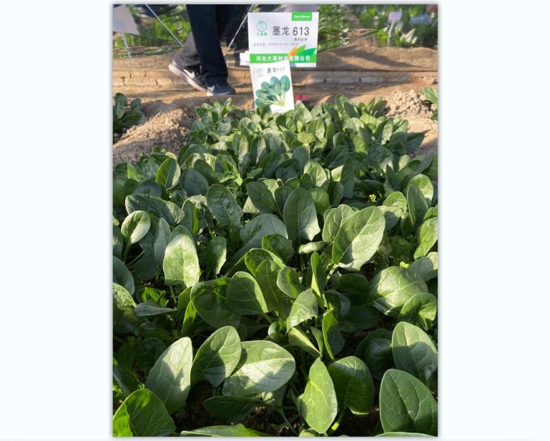 菠菜种子墨龙613菠菜种子耐寒秋冬季耐热趴地红根尖叶菠菜