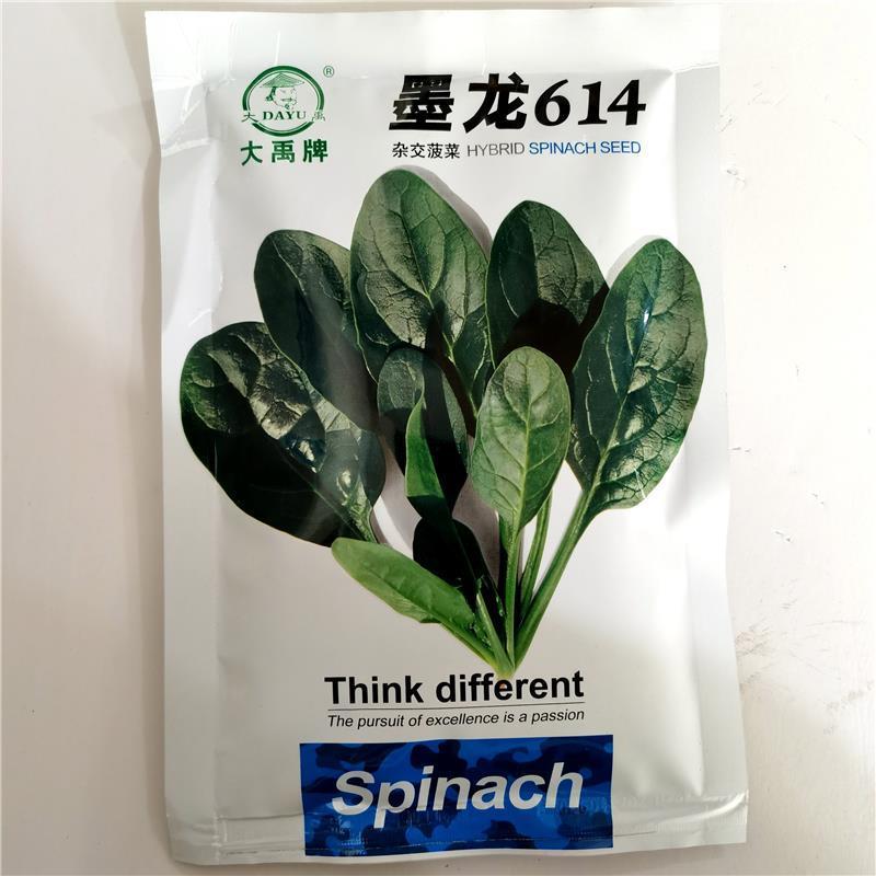 菠菜种子墨龙613菠菜种子耐寒秋冬季耐热趴地红根尖叶菠菜