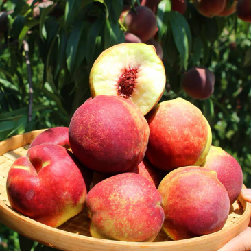 临朐蜜桃青州蜜桃嵩山蜜桃脆甜离核对接各平台