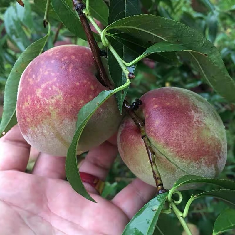 临朐蜜桃青州蜜桃嵩山蜜桃脆甜离核对接各平台