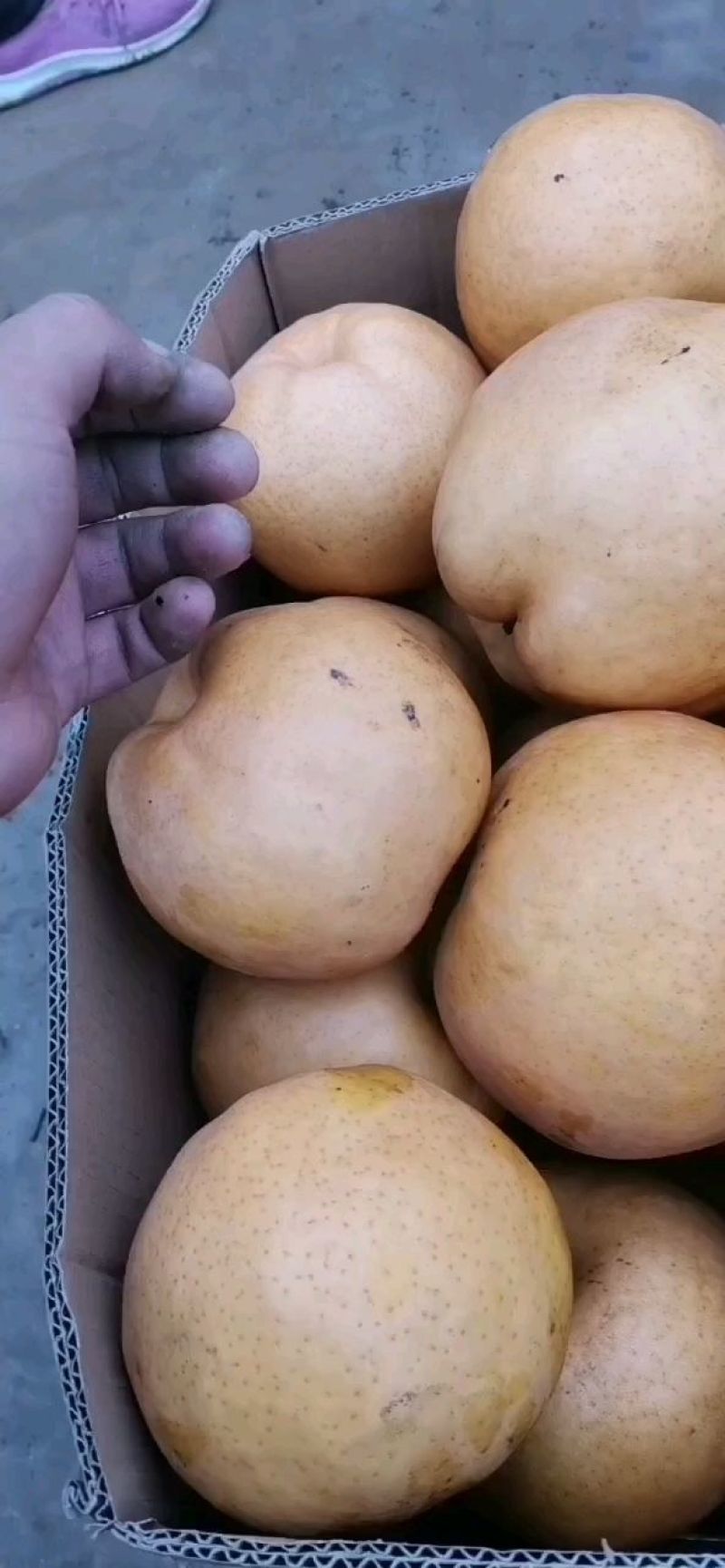 晚秋黄梨