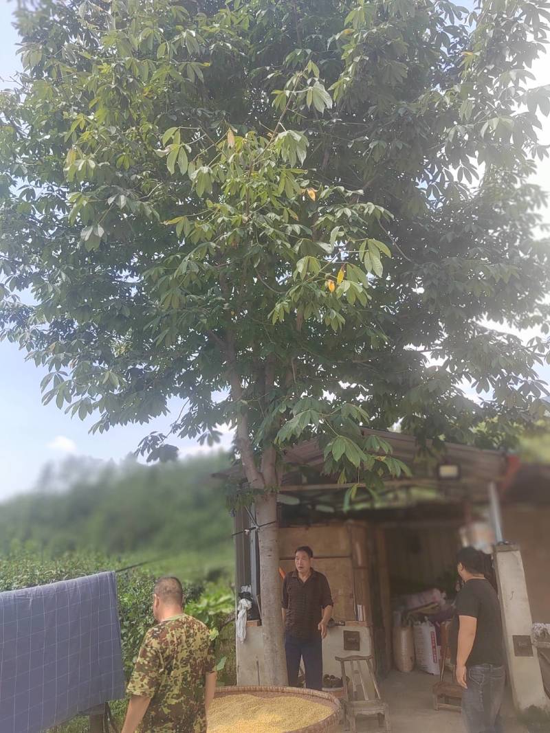 七叶树