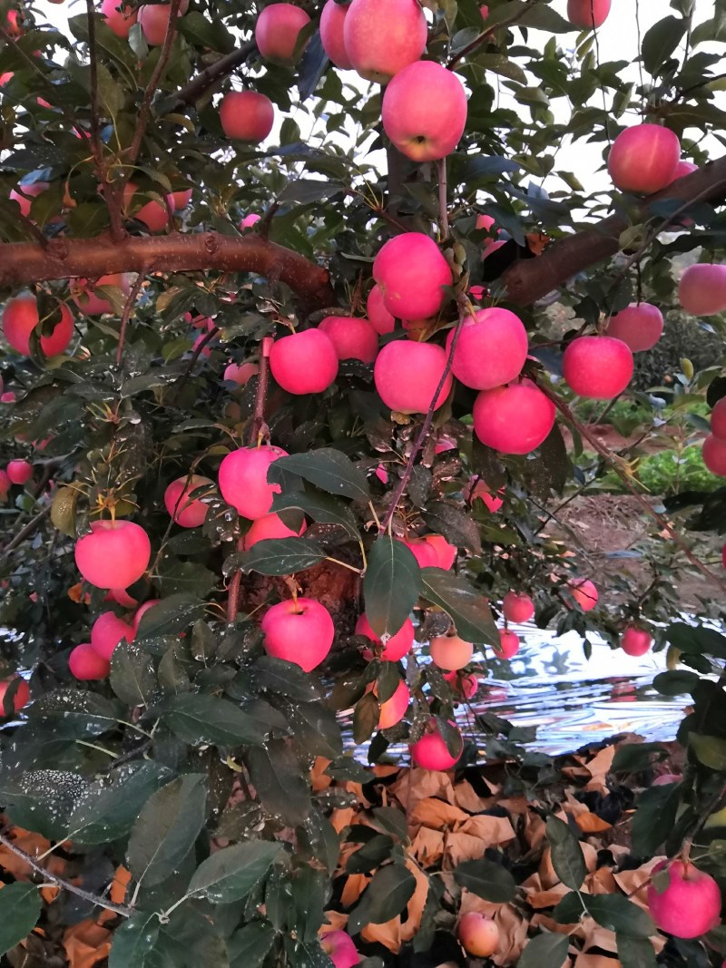 《岳阳红苹果》绥中苹果&产地批发/量大从优/欢迎来电洽谈
