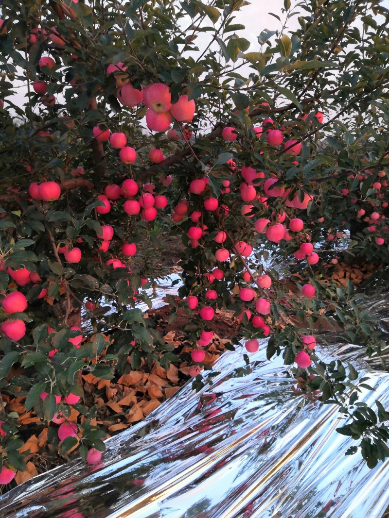 《岳阳红苹果》绥中苹果&产地批发/量大从优/欢迎来电洽谈