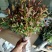 金银花树苗带盆发货四季金银花苗爬藤植物可食用红黄白老桩货