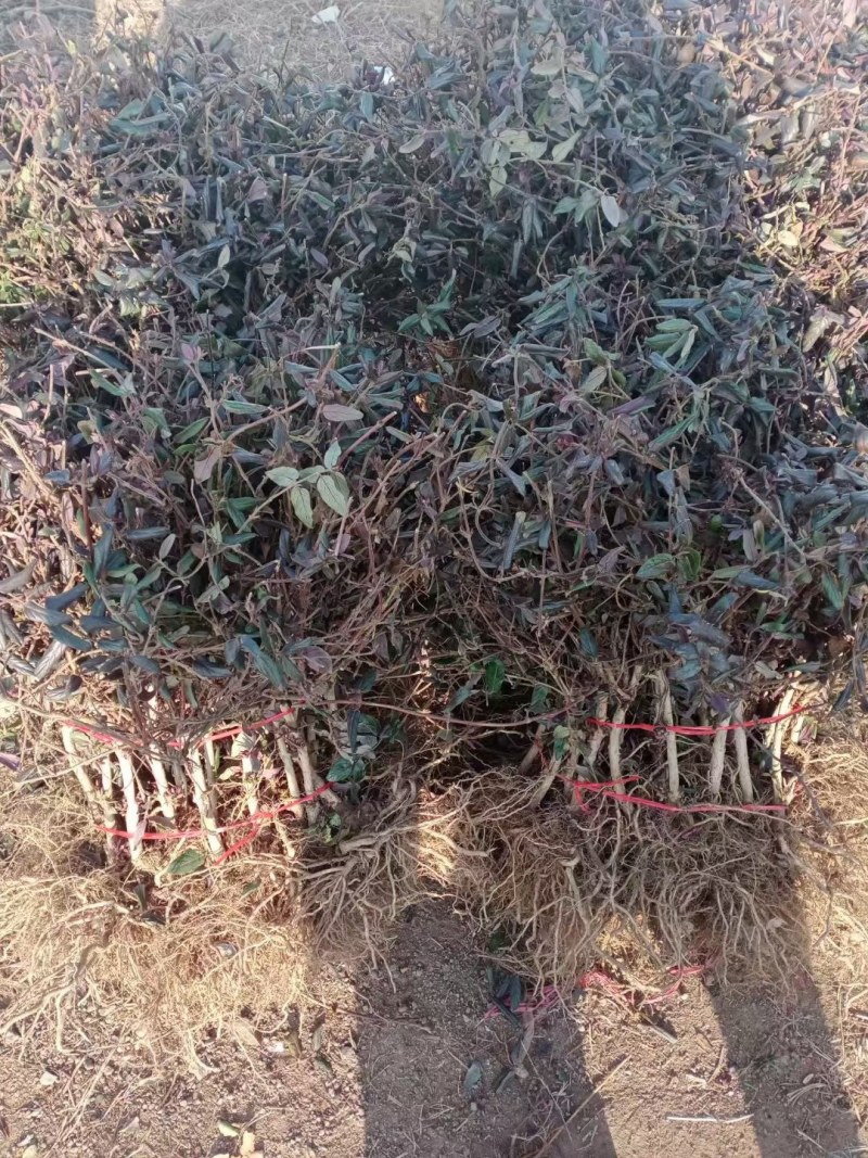 金银花树苗带盆发货四季金银花苗爬藤植物可食用红黄白老桩货