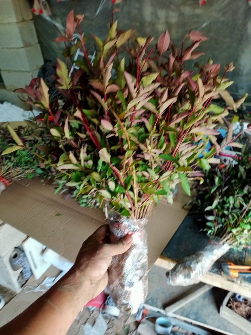 金银花树苗带盆发货四季金银花苗爬藤植物可食用红黄白老桩苗