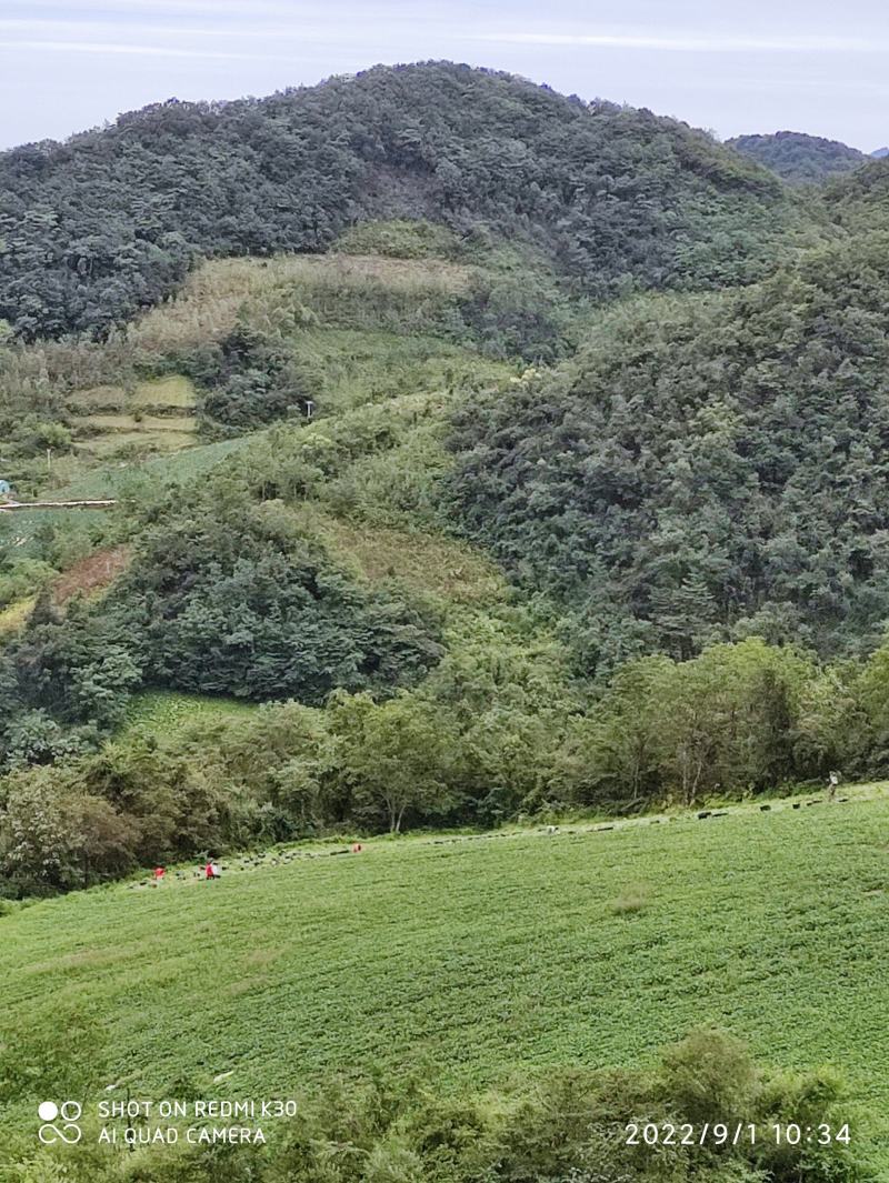湖北宜昌高山红皮萝卜一手货源基地直供诚信合作欢迎致电