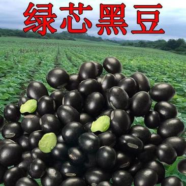 黑豆大量批发青仁绿芯黄仁（大中小)黑豆
