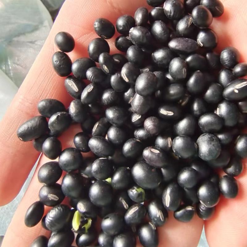 黑豆大量批发青仁绿芯黄仁（大中小)黑豆