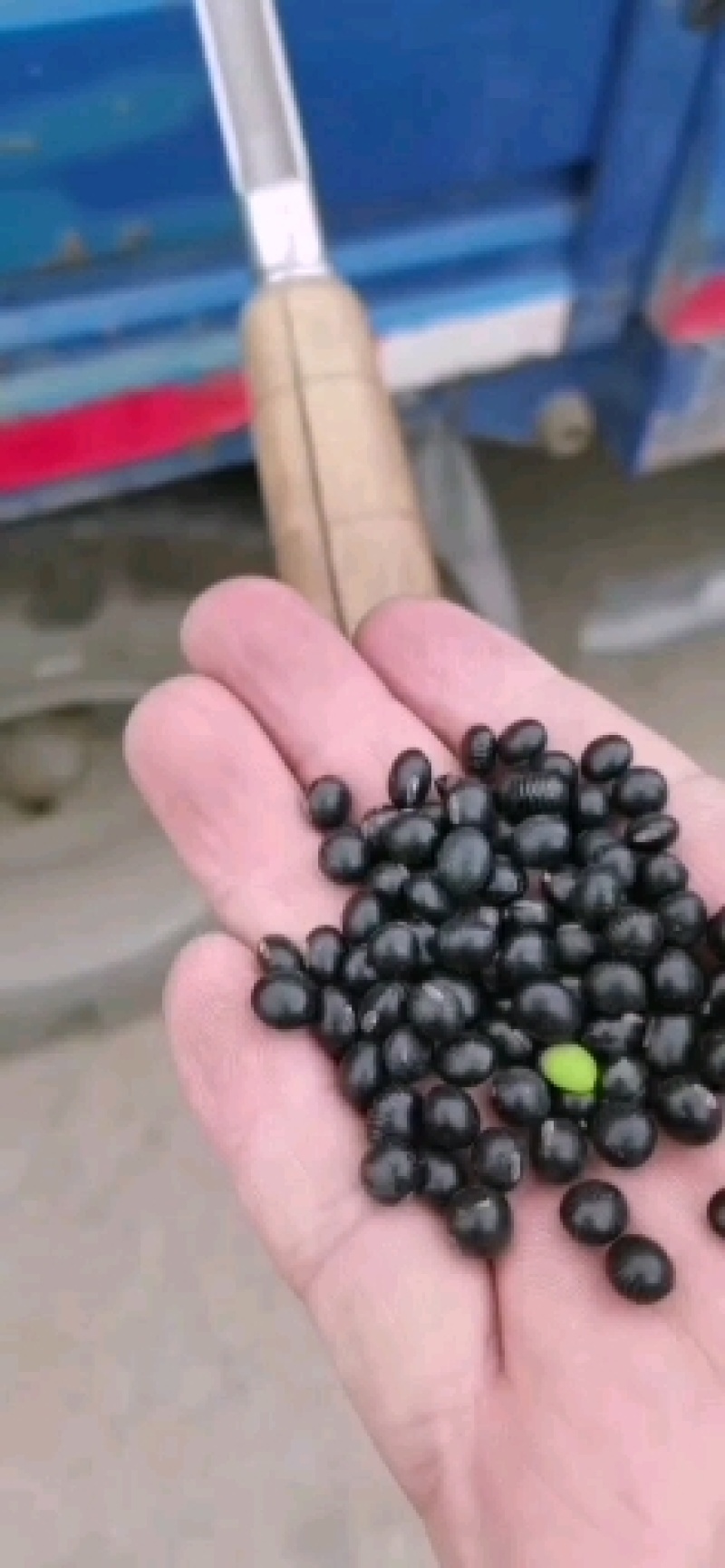 黑豆大量批发青仁绿芯黄仁（大中小)黑豆