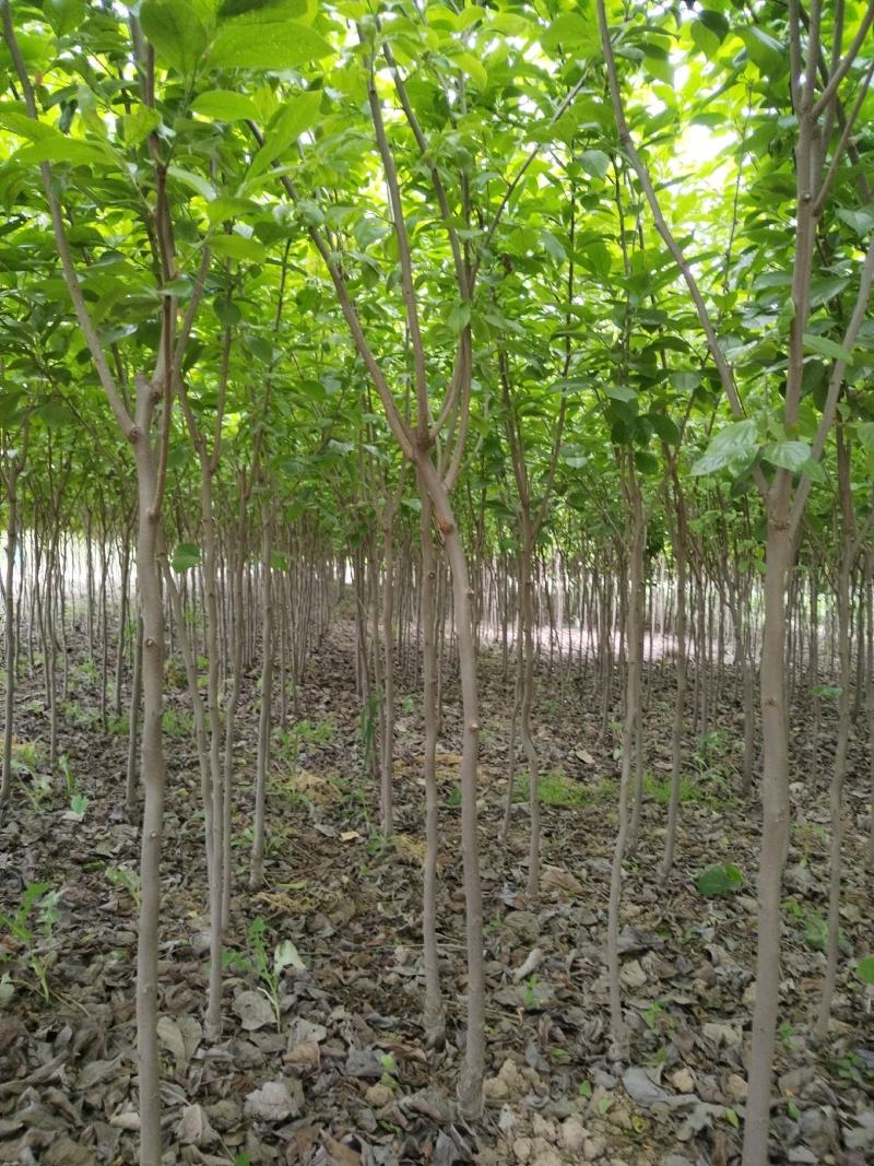 柿子树苗2一5公分，货源充足，江苏徐州，产地发货质量好