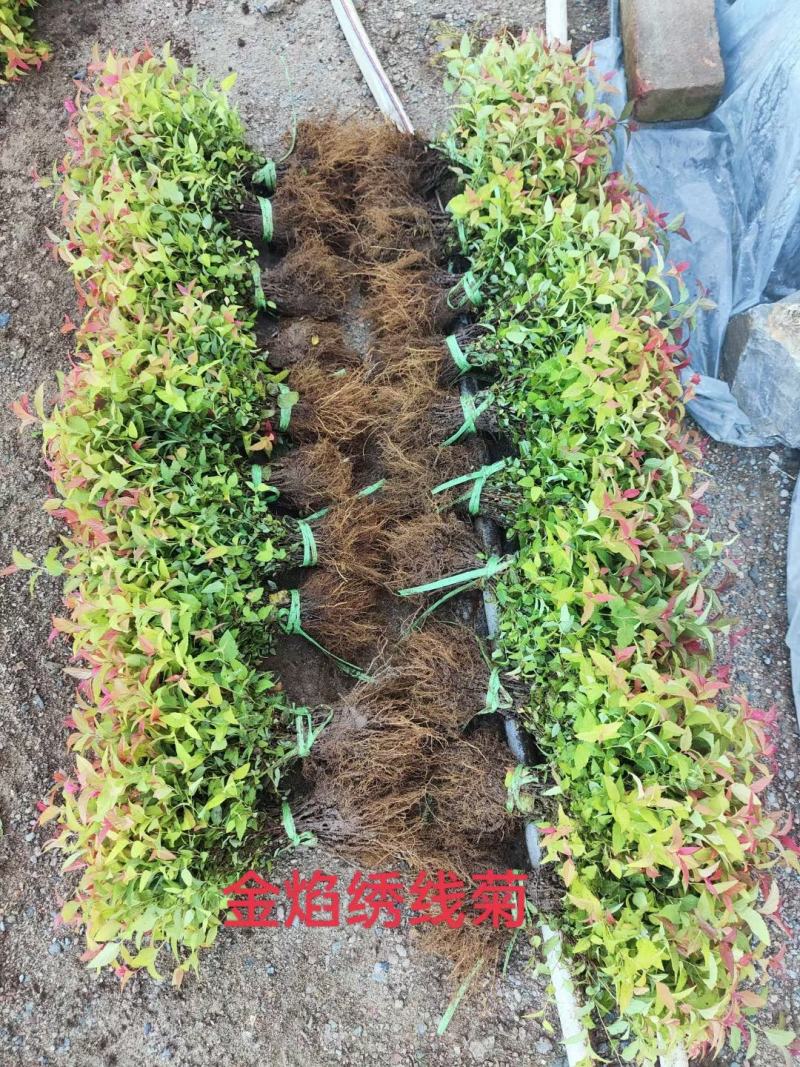 金山绣线菊金焰绣线菊扦插苗产地直发一手货源