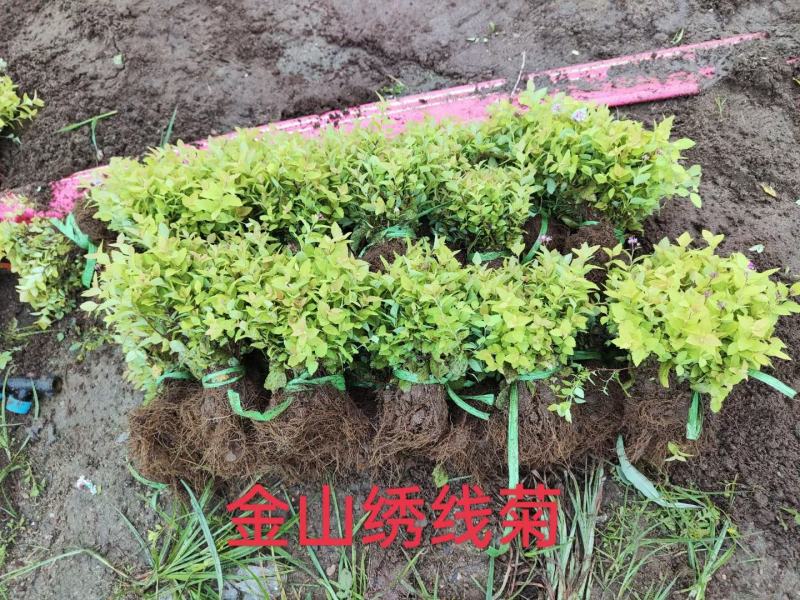 金山绣线菊金焰绣线菊扦插苗产地直发一手货源