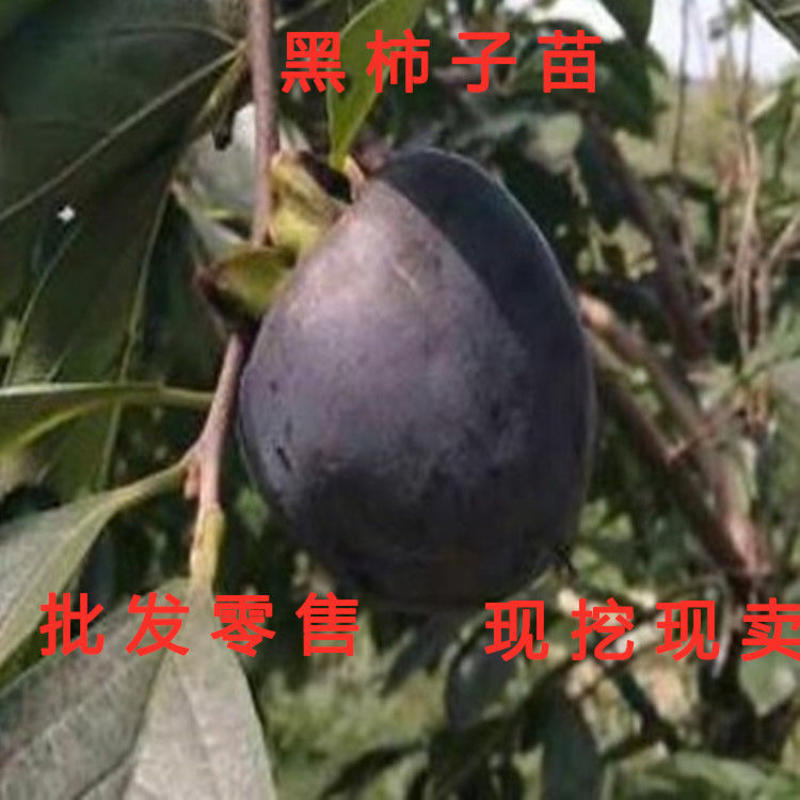 黑柿子树苗嫁接柿子树不暖日本无核脆甜柿地栽果树南北方种植