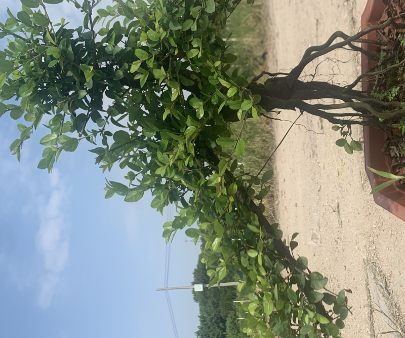 榆树白蜡赤楠胡椒木雀梅女贞福建茶盆景批发