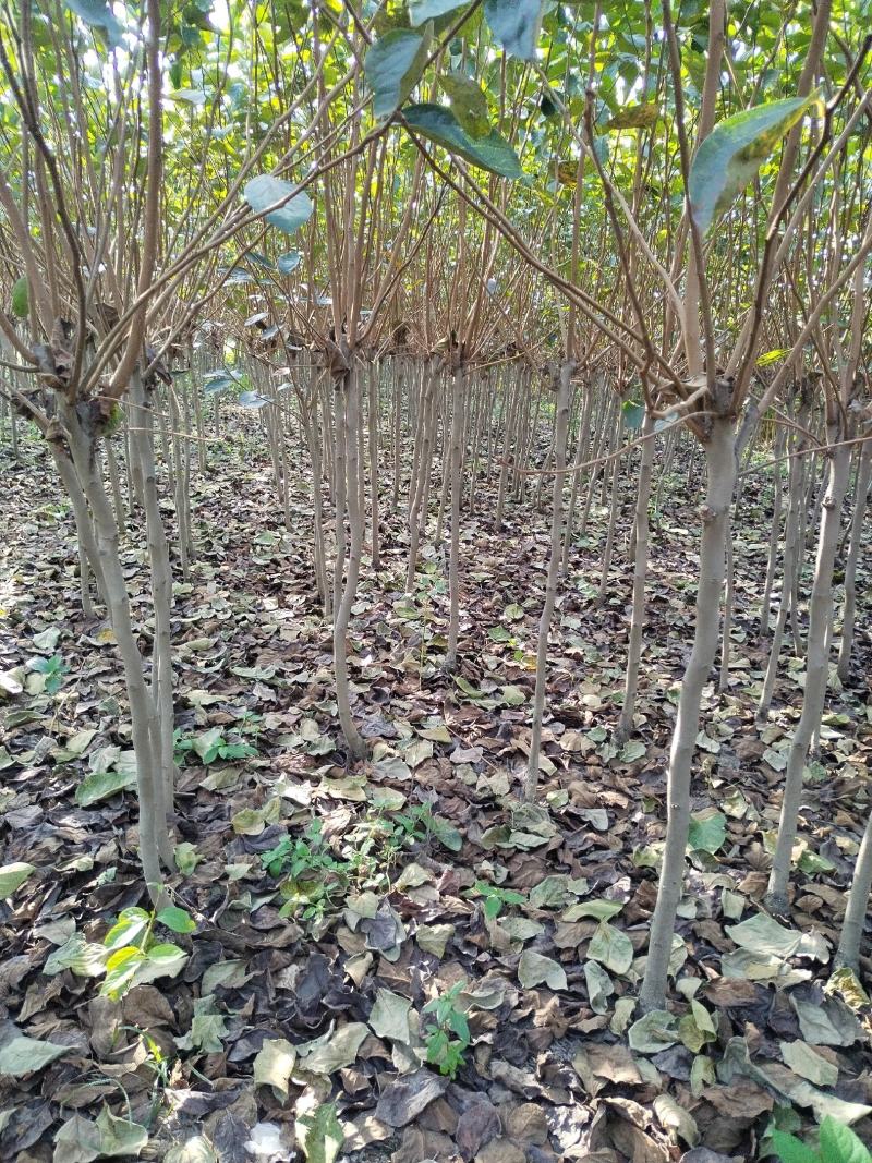 柿子树，江苏柿子树，基地发货，对接大型批发商，欢迎联系
