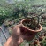 榆树白蜡赤楠胡椒木雀梅女贞福建茶盆景批发