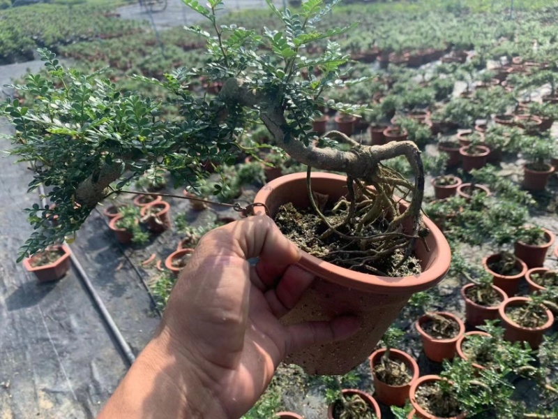 榆树白蜡赤楠胡椒木雀梅女贞福建茶盆景批发