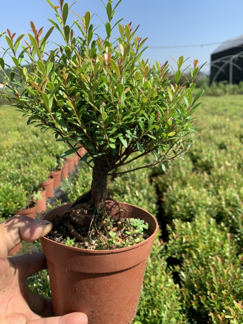 榆树白蜡赤楠胡椒木雀梅女贞福建茶盆景批发