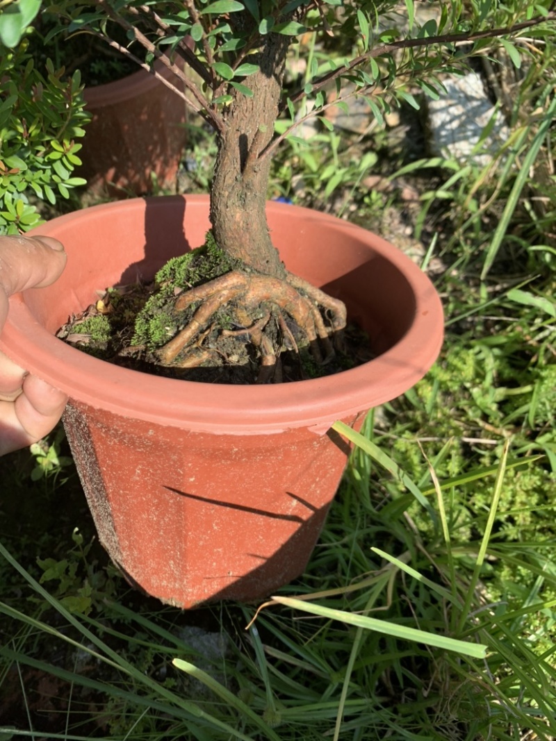 榆树白蜡赤楠胡椒木雀梅女贞福建茶盆景批发