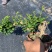 榆树白蜡赤楠胡椒木雀梅女贞福建茶盆景批发