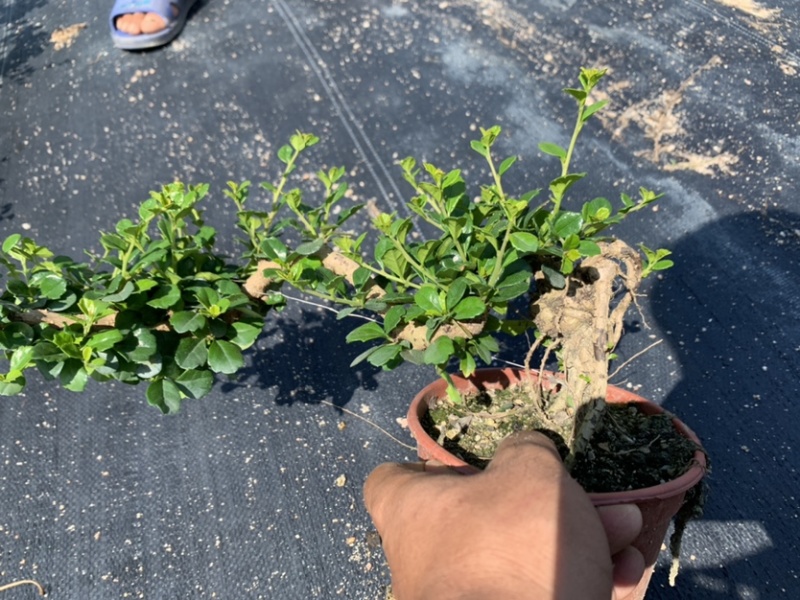 榆树白蜡赤楠胡椒木雀梅女贞福建茶盆景批发