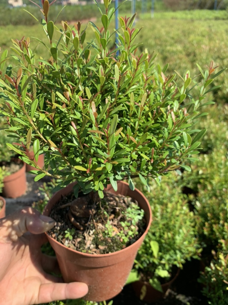 榆树白蜡赤楠胡椒木雀梅女贞福建茶盆景批发