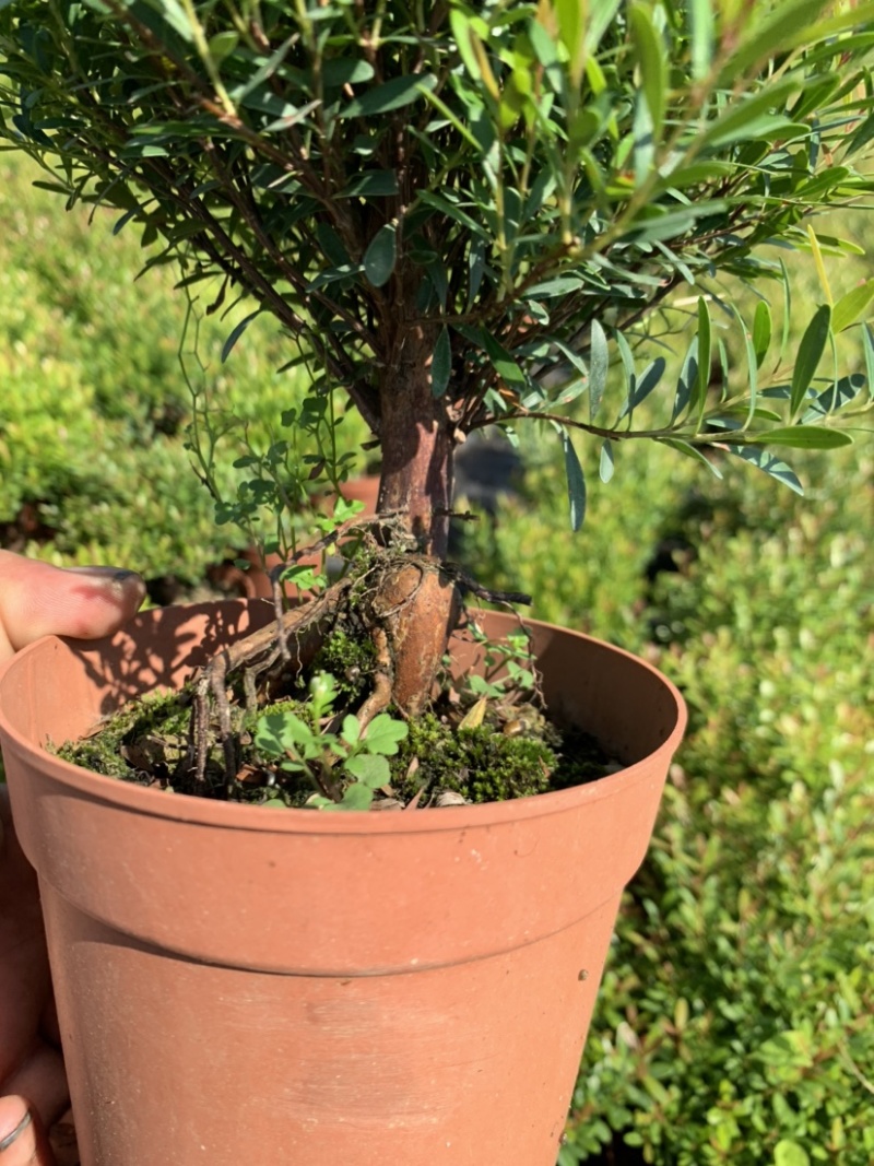 榆树白蜡赤楠胡椒木雀梅女贞福建茶盆景批发