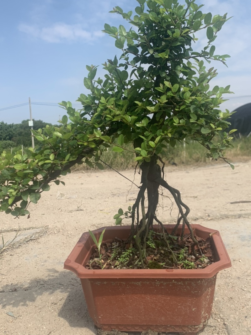 榆树白蜡赤楠胡椒木雀梅女贞福建茶盆景批发