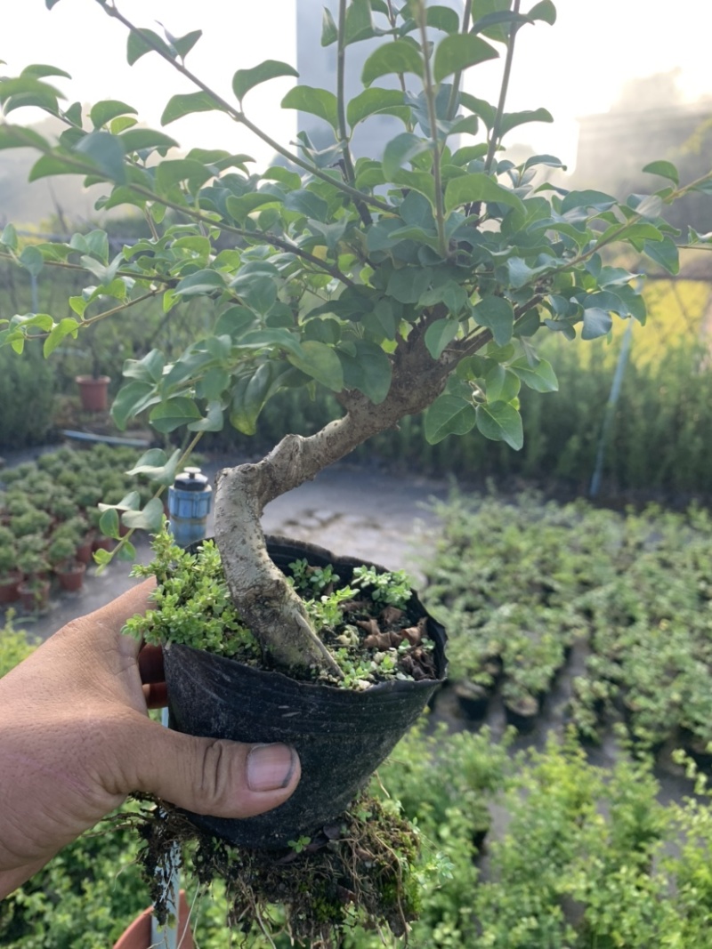 榆树白蜡赤楠胡椒木雀梅女贞福建茶盆景批发