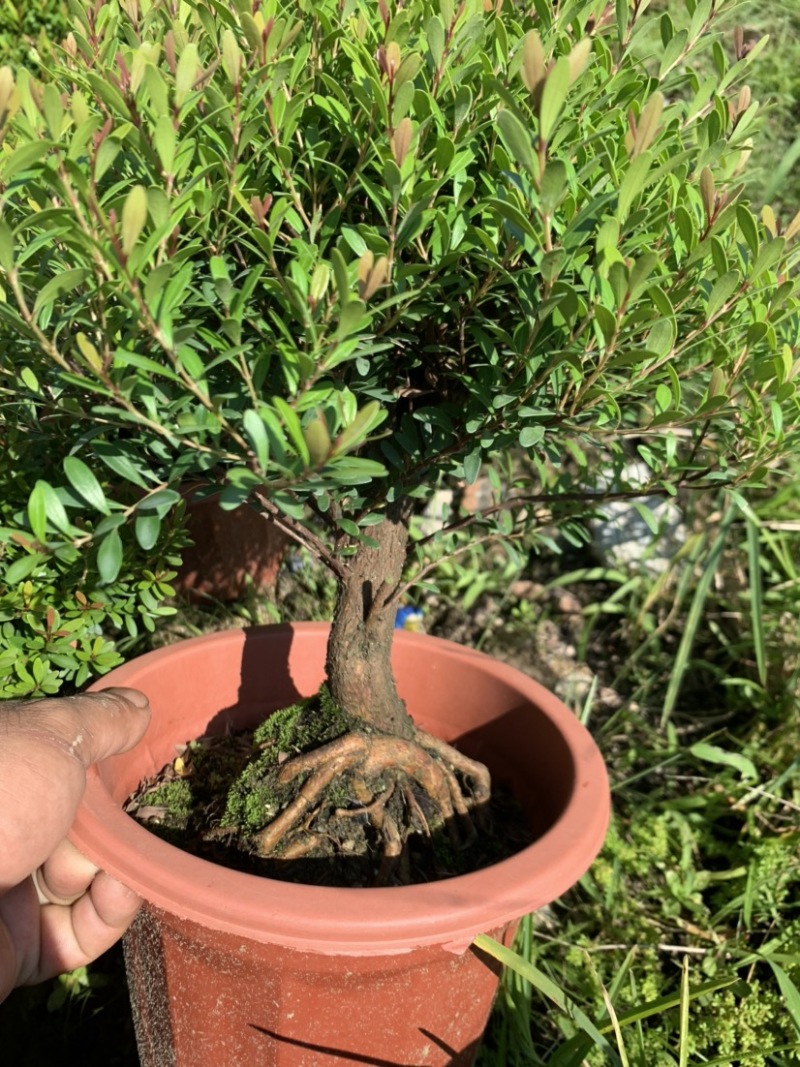 榆树白蜡赤楠胡椒木雀梅女贞福建茶盆景批发