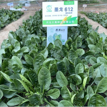 大禹牌墨龙612杂交耐热大叶菠菜种子红根叶肥大田用高产蔬