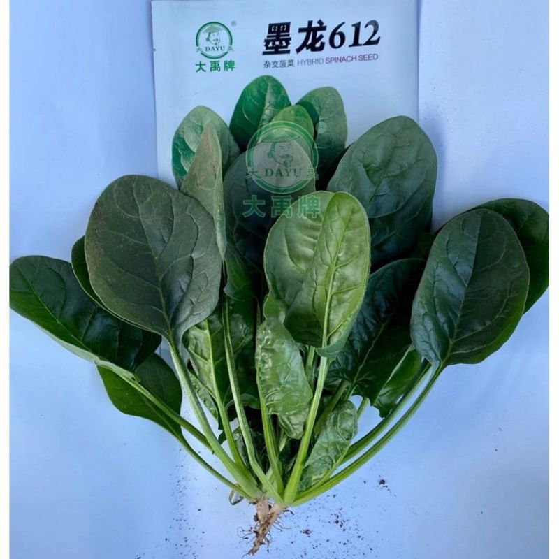 大禹牌墨龙612杂交耐热大叶菠菜种子红根叶肥大田用高产蔬