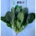 大禹牌墨龙612杂交耐热大叶菠菜种子红根叶肥大田用高产蔬