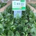 大禹牌墨龙612杂交耐热大叶菠菜种子红根叶肥大田用高产蔬