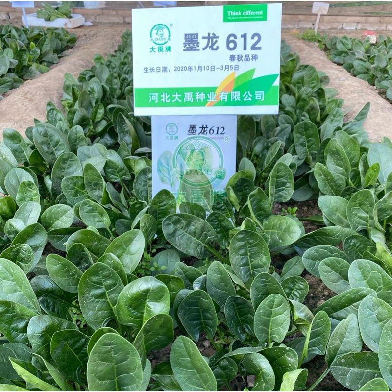 大禹牌墨龙612杂交耐热大叶菠菜种子红根叶肥大田用高产蔬