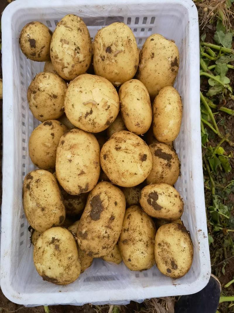 内蒙土豆，V7EV希森系列皮毛亮暑型正,全国供应