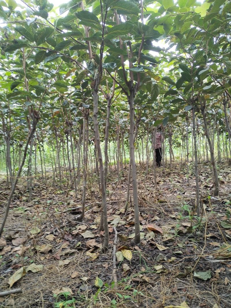 柿树，江苏徐州柿子树，产地发货，质量保证，欢迎进店联系